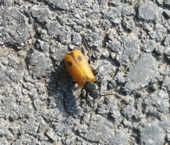 Apalus bimaculatus