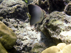 Chaetodon triangulum