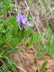 Astragalus agrestis