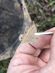 Yphthimoides patricia