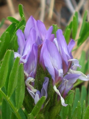 Astragalus agrestis