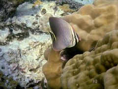 Chaetodon triangulum