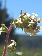 Ipomopsis spicata