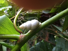 Amphidromus sinistralis