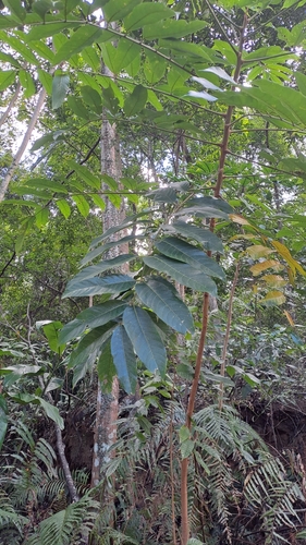 Canarium subulatum, photograph 2