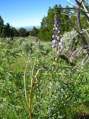 Lupinus wyethii