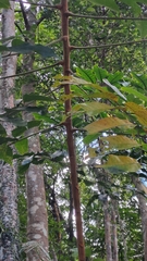 Canarium subulatum, photograph (c) CYL, some rights reserved (CC BY)