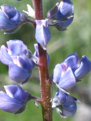 Lupinus wyethii