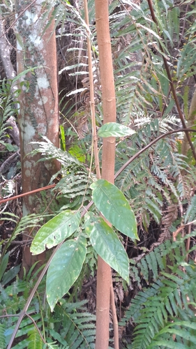 Canarium subulatum, photograph 4