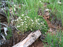 Sabulina nuttallii