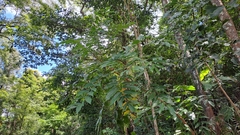 Canarium subulatum, photograph (c) CYL, some rights reserved (CC BY)