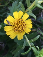 Deinandra clementina