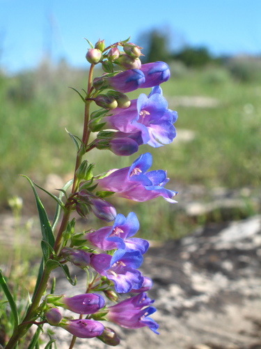 Cary's beardtongue (Penstemon caryi)