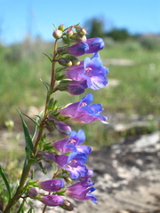 Penstemon caryi