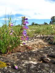 Penstemon caryi