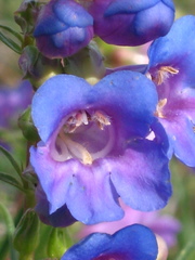 Penstemon caryi