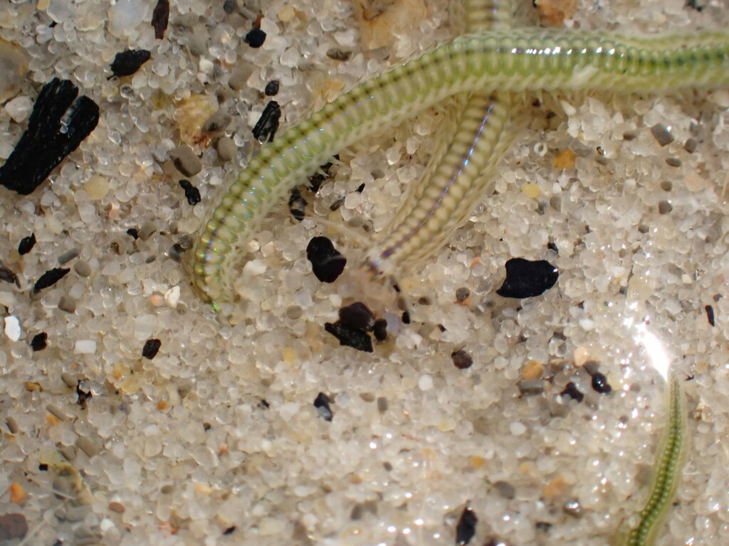 Green Paddle Worm