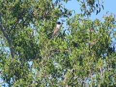 Xenopsaris albinucha