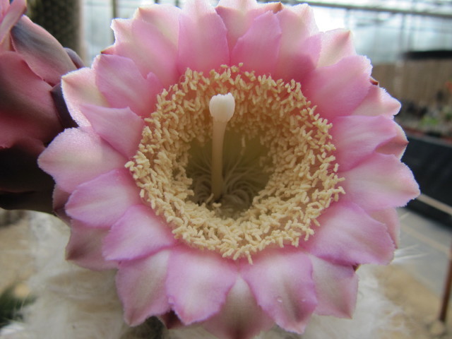 Pilosocereus