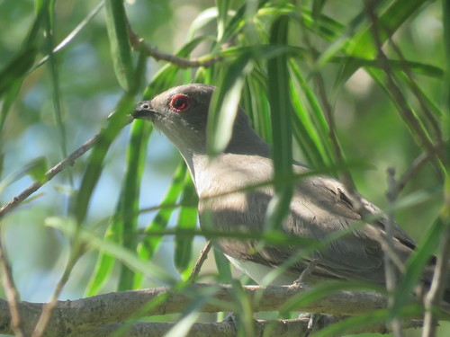 Ash-colored Cuckoo (Coccycua cinerea), photo 9