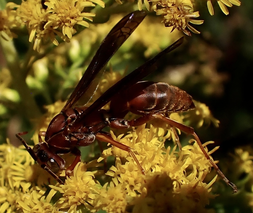 Fine Backed Red Paper Wasp From Eupora Ms Us On September At Pm By