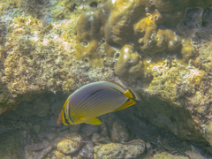 Chaetodon trifasciatus