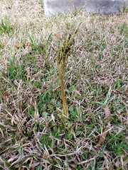 Sceptridium lunarioides