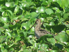 Gallinago paraguaiae