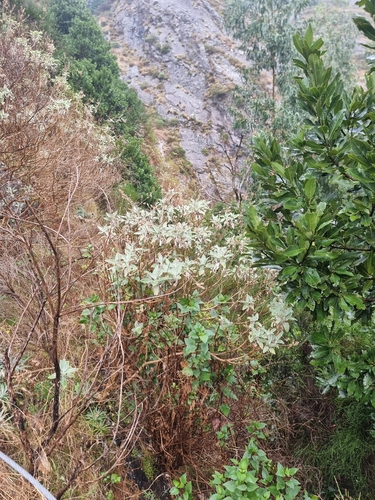 Image of Sideritis candicans by (c) Vítor Jorge, some rights reserved (CC BY)