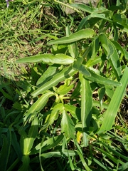 Heptaptera anisoptera