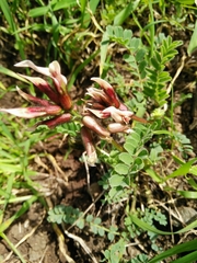 Astragalus palaestinus