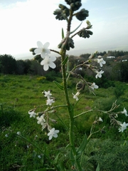 Anchusa strigosa