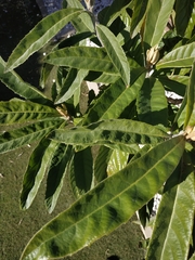 Prunus persica nucipersica