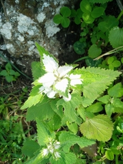 Lamium moschatum