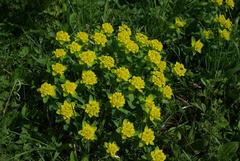 Euphorbia epithymoides