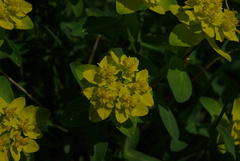 Euphorbia epithymoides