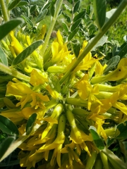 Astragalus macrocarpus