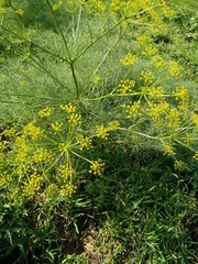 Prangos ferulacea