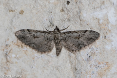 Eupithecia bolterii