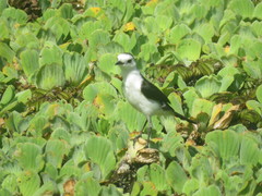 Fluvicola albiventer