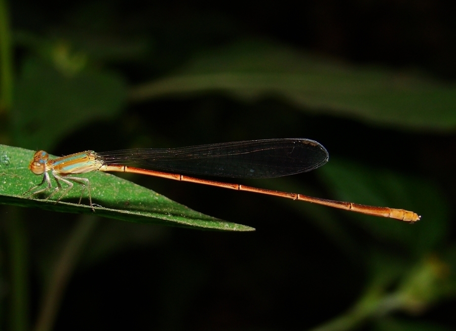 Pale Slender Dartlet