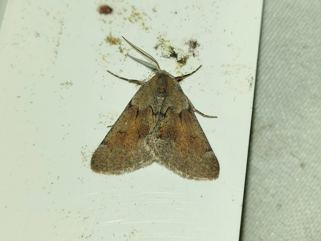 Adalbertia castiliaria