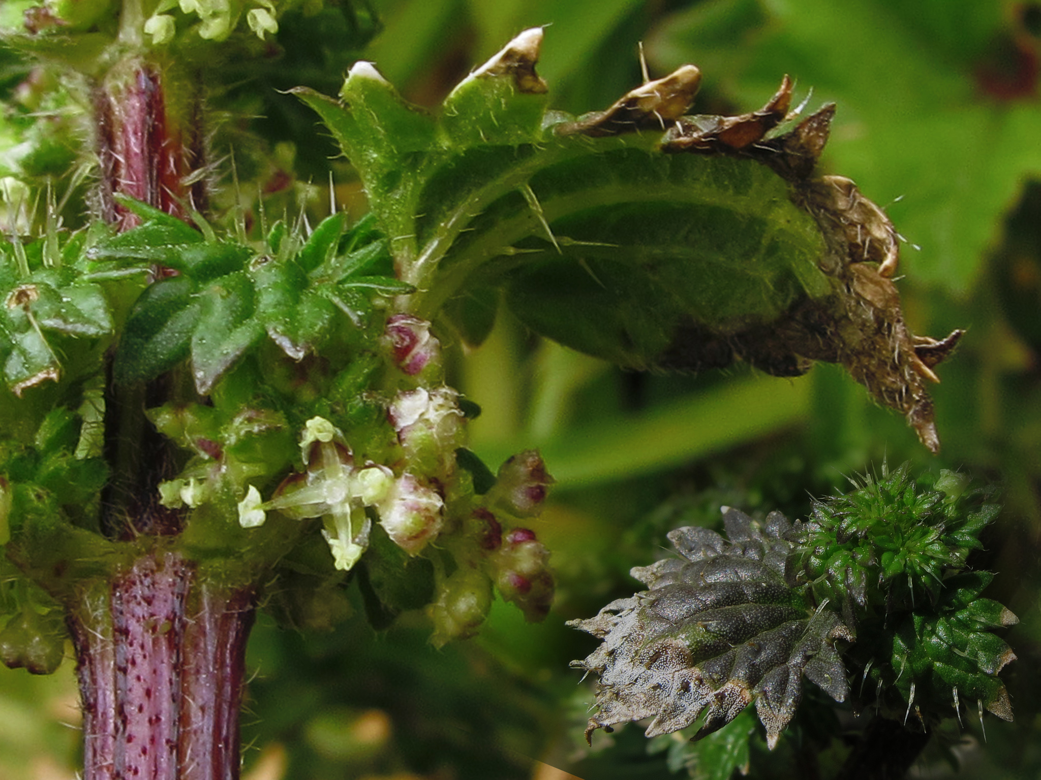 great stinging nettle (Urtica dioica) · iNaturalist