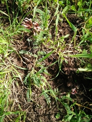 Astragalus palaestinus