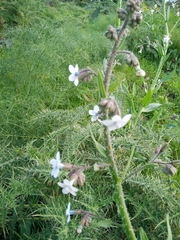 Anchusa strigosa