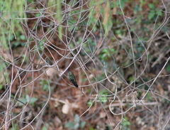 Cynanthus latirostris