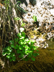Sullivantia hapemanii