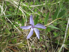 Vinca herbacea