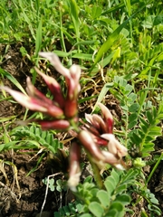 Astragalus palaestinus
