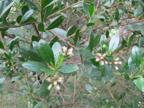 Image of Baccharis macrantha by (c) Carlos Alberto Rodriguez, some rights reserved (CC BY)